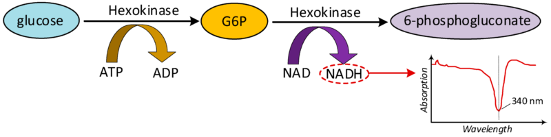 hexokinase-method